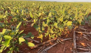 Soja Seca Mato Grosso - Crédito Elicit Plant Divulgação