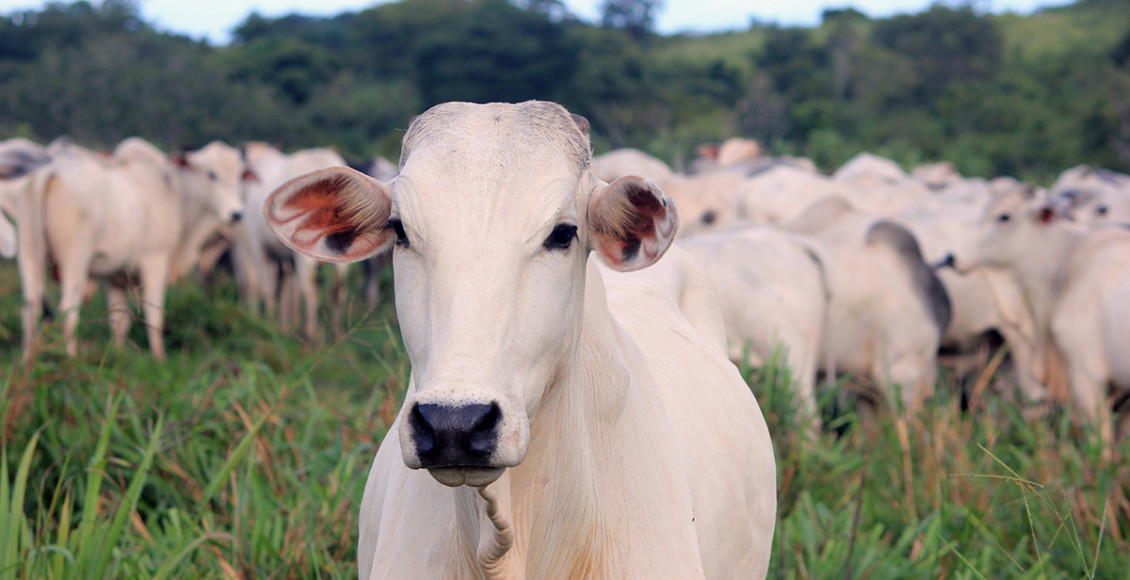 nutrição bovina