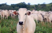 Suplementação de bovinos de corte garante mais carcaça e acabamento