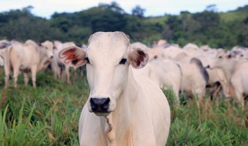 Suplementação de bovinos de corte garante mais carcaça e acabamento