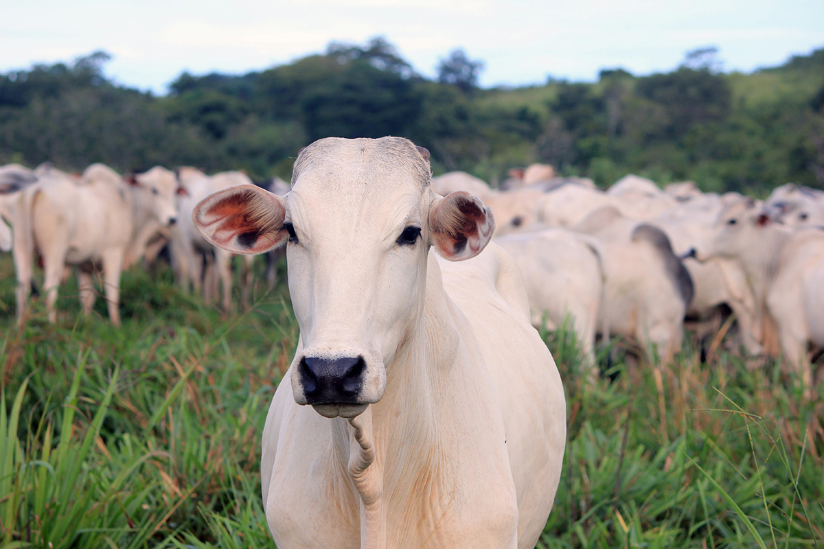 nutrição bovina