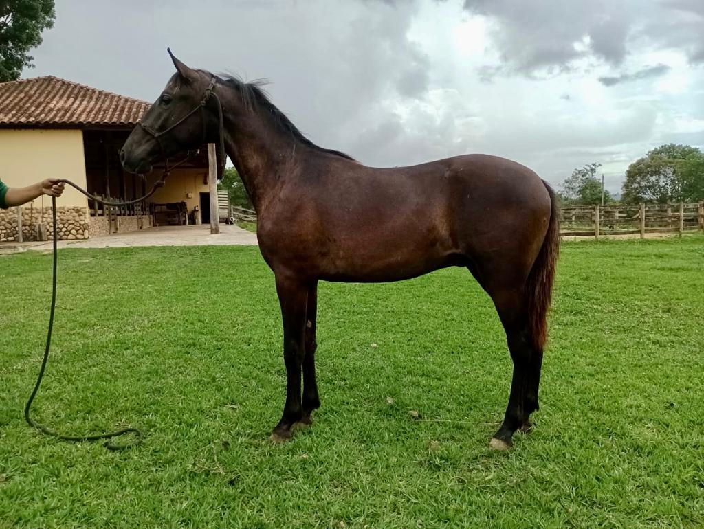 Potro-Mangalarga-Marchador-Sândalo-do-Viajeiro