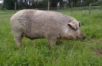 Projeto Porco Moura - raca de porcos moura 1