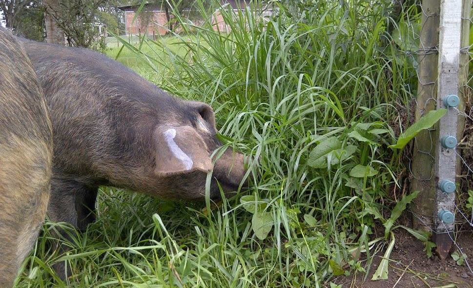 Projeto Porco Moura - raca de porcos moura 3