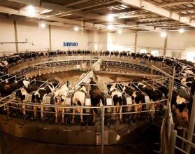 Fazenda Colorado, maior produtora de leite