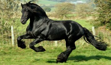 principais raças de cavalos