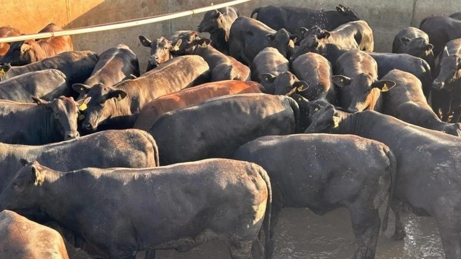 Fazenda produz garrotada Angus “zero dentes” com quase 25@ e impressiona