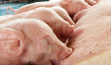 Cuidados com as fêmeas suínas na lactação: o impacto do arraçoamento na maternidade