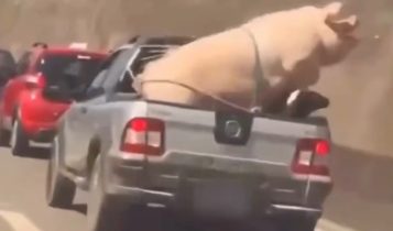 Motorista transporta porco e cabrito em cima de caminhonete; Veja o vídeo!