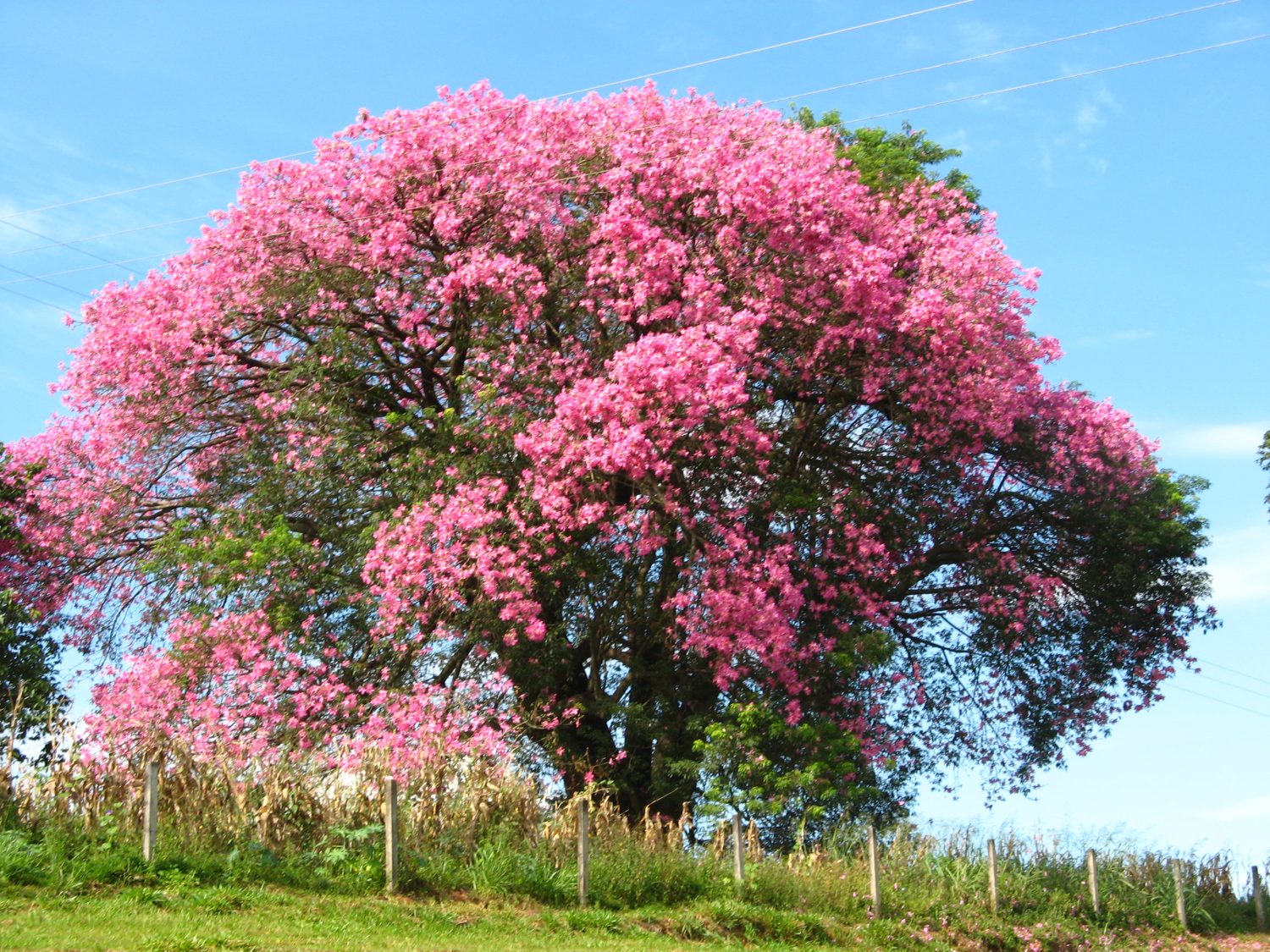 Paineira rosa florida no outono em Mogi Mirim / Foto: Mauro Halpern