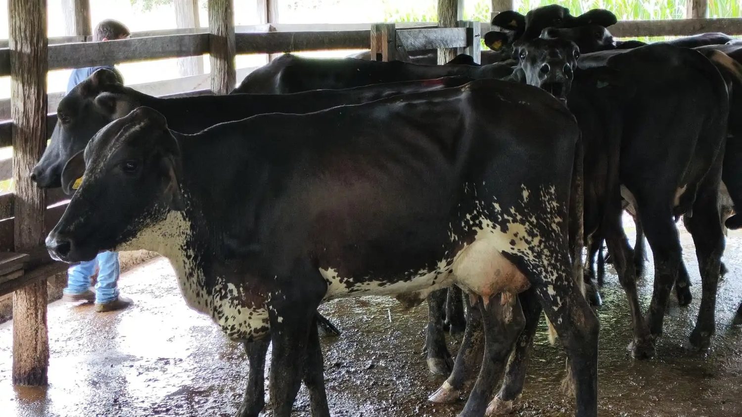 gado girolando em mato grosso