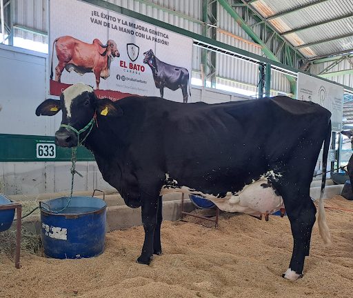 Vaca Girolando bate novo recorde na Bolívia