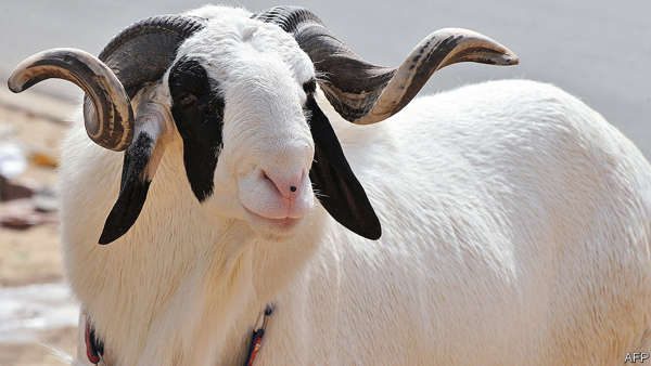 Conheça as ovelhas Ladoum que valem mais que uma Porsche