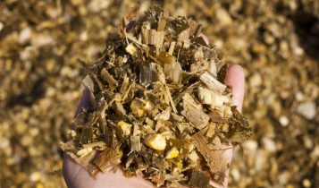 silagem para cavalo - Planejamento correto da silagem garante alimentação do gado o ano todo