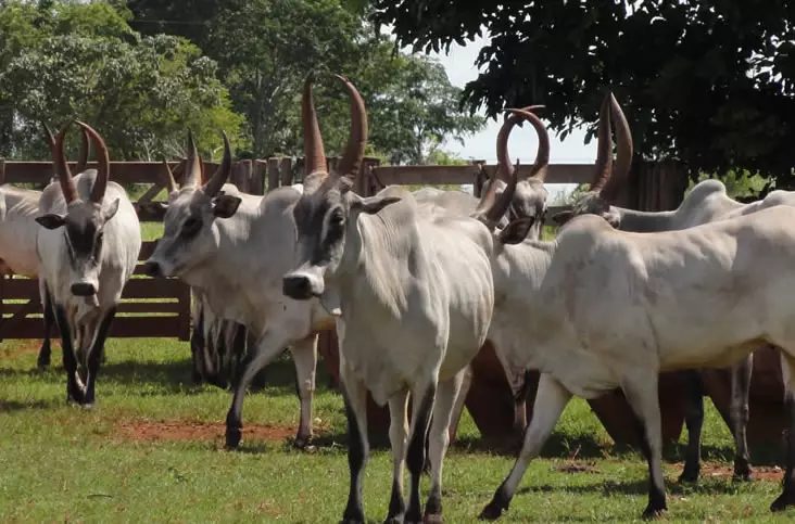 Conheça o gado da raça Cangaian, o zebu desconhecido