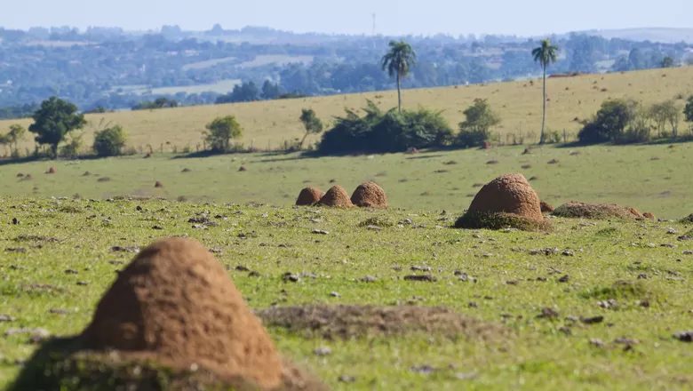 Como adequar a alimentação do gado conforme as condições do pasto?