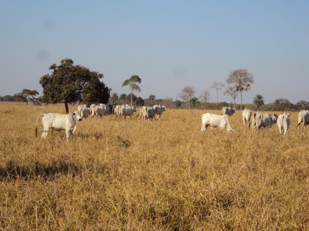 Como adequar a alimentação do gado conforme as condições do pasto?