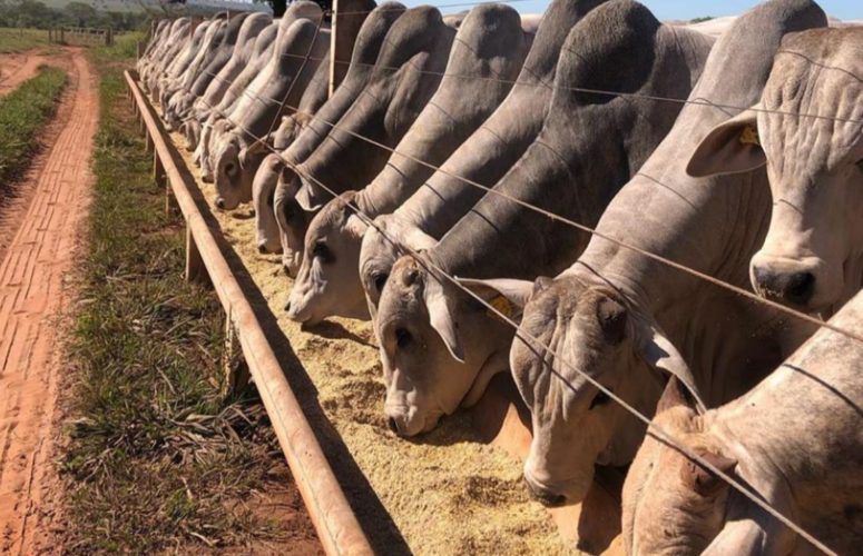 Como adequar a alimentação do gado conforme as condições do pasto?