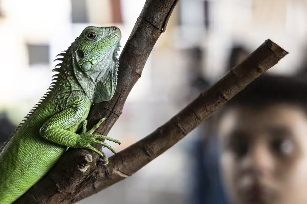 Animais exóticos e 'cãoelhos' são destaque na ExpoLondrina com preços de até R$ 5 mil