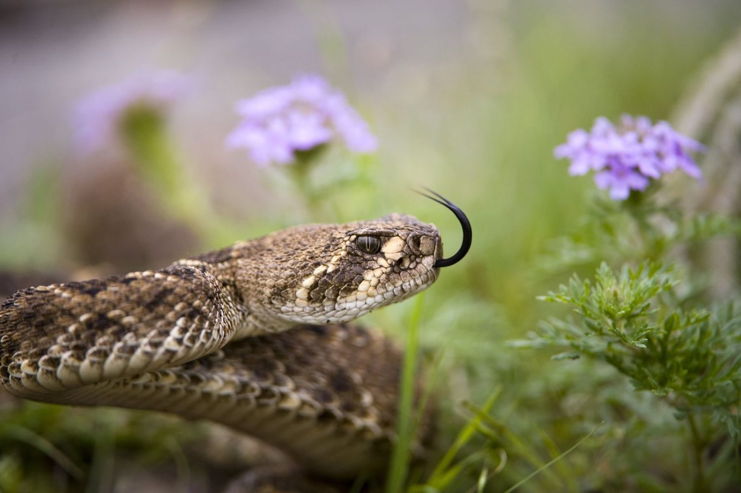 Cuidado! Conheça as cobras que podem matar seu gado picadas