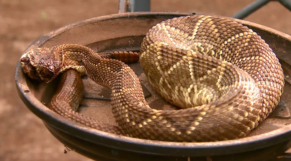 Cuidado! Conheça as cobras que podem matar seu gado picadas