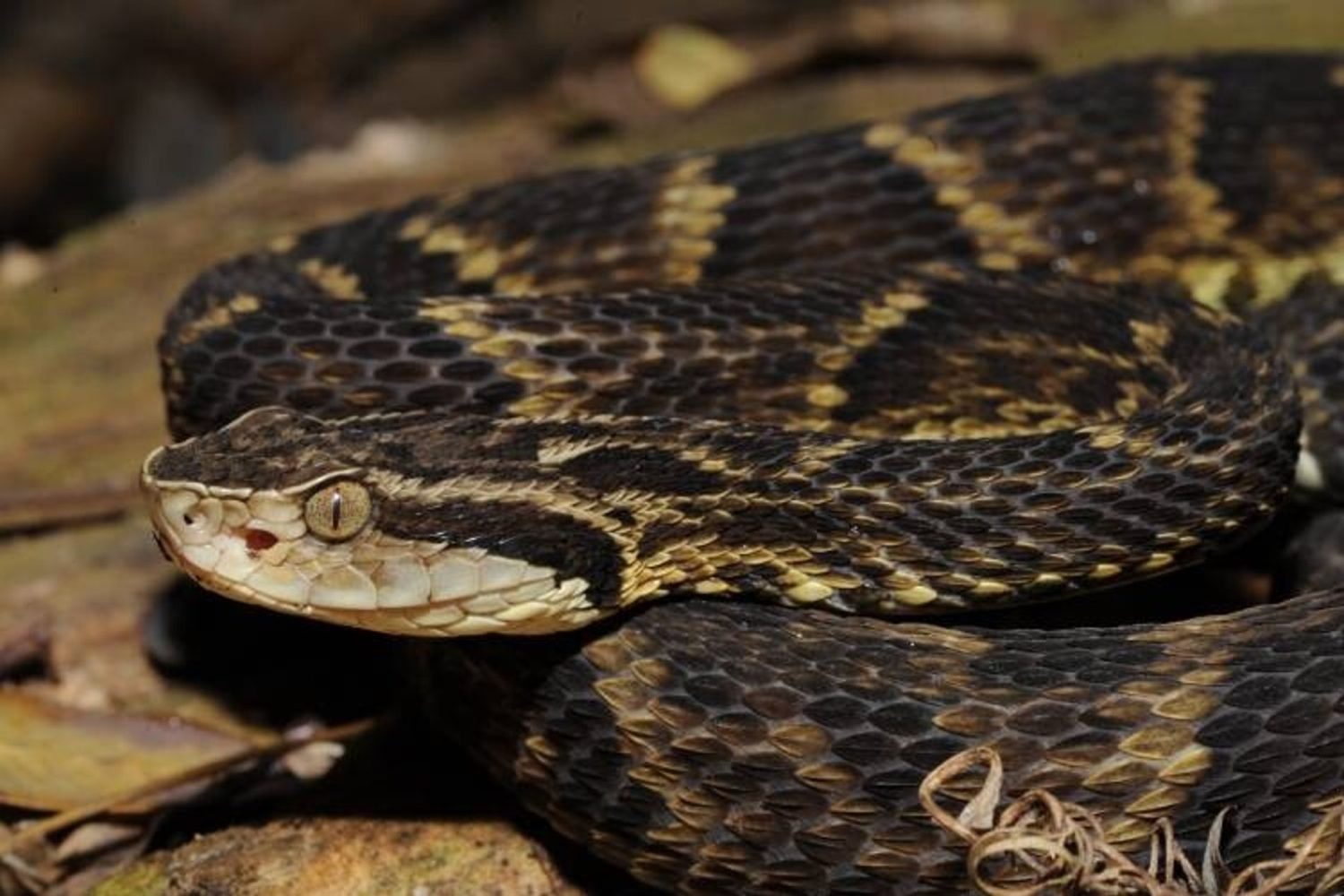 Cuidado! Conheça as cobras que podem matar seu gado