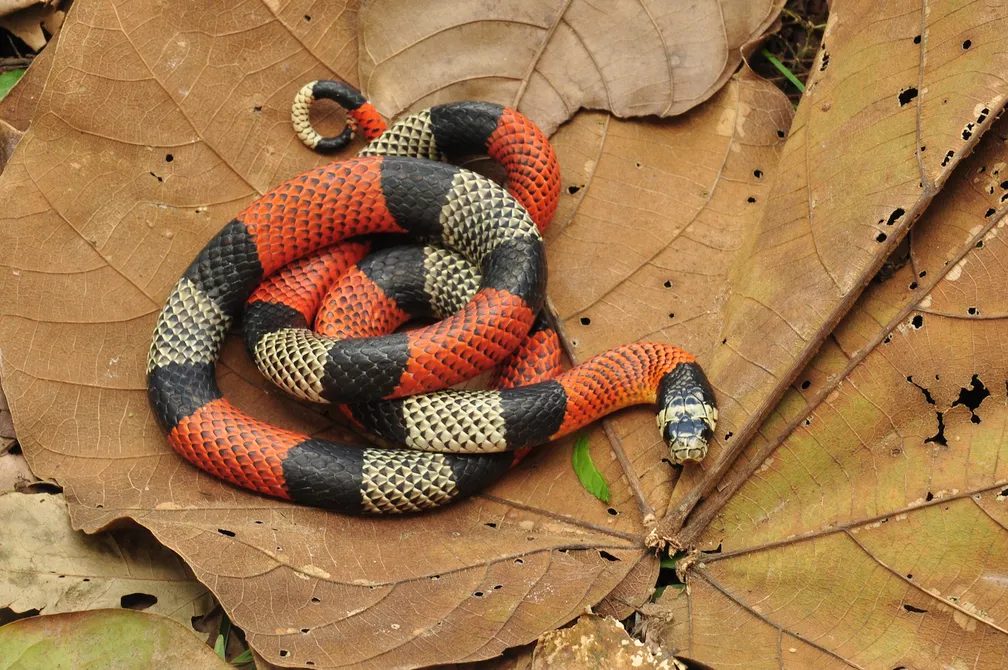 Cuidado! Conheça as cobras que podem matar seu gado