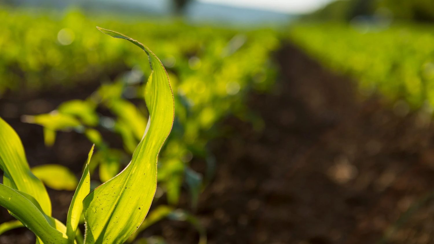 Estresse térmico: Entenda como o calor em excesso prejudica plantas e colheitas