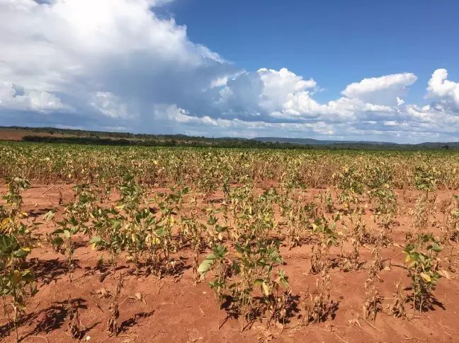 Estresse térmico: Entenda como o calor em excesso prejudica plantas e colheitas