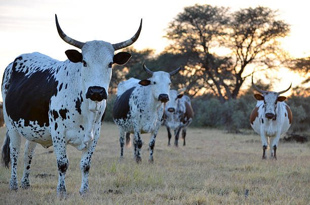 Conheça a Raça Nguni um dos bovinos mais rústicos da história