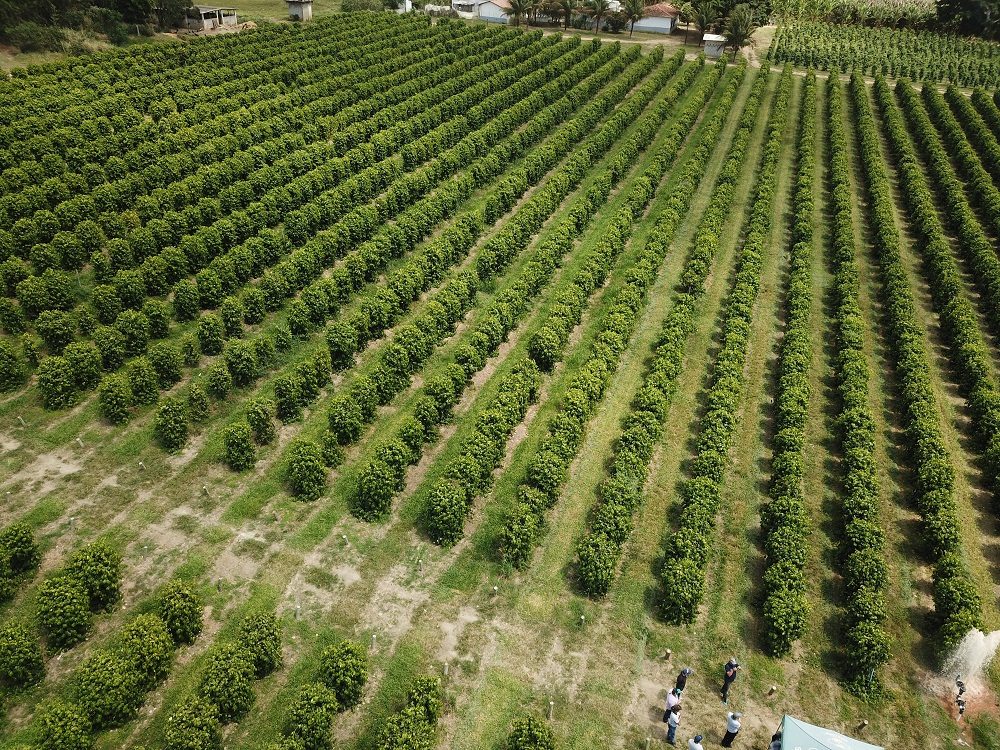 estados mais fortes do agronegócio no Brasil