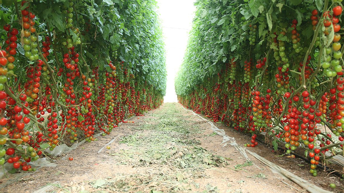 estados mais fortes do agronegócio no Brasil