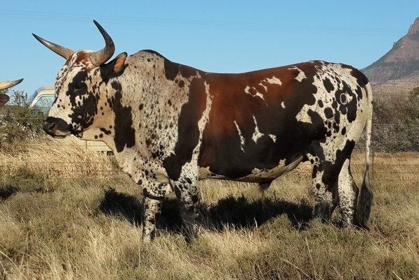 Conheça a Raça Nguni um dos bovinos mais rústicos da história