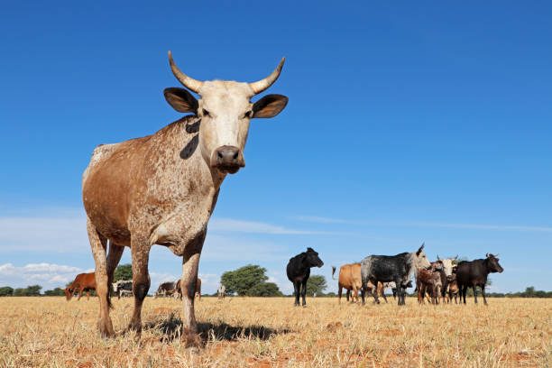 Conheça a Raça Nguni um dos bovinos mais rústicos da história