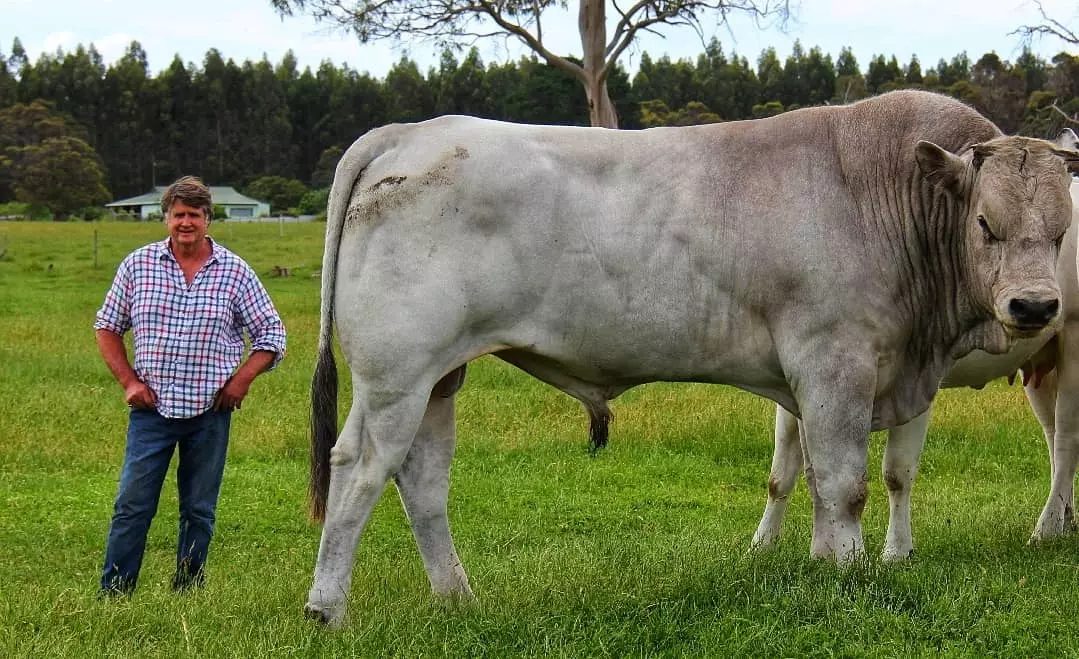 maior raça bovina do mundo