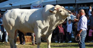 maior raça bovina do mundo