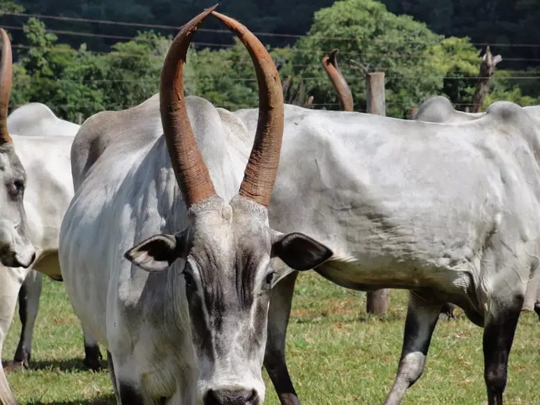 Conheça o gado da raça Cangaian, o zebu desconhecido