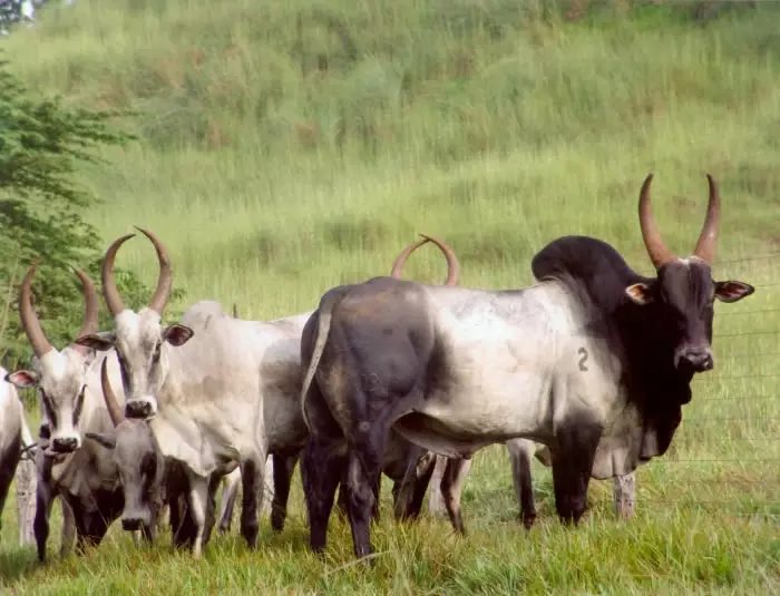 Conheça o gado da raça Cangaian, o zebu desconhecido