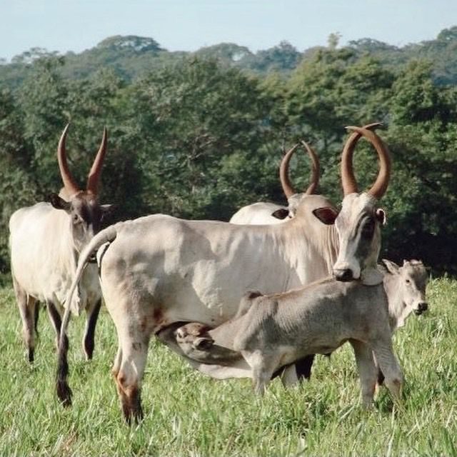 Conheça o gado da raça Cangaian, o zebu desconhecido