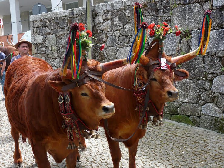 Raças bovinas portuguesas de corte