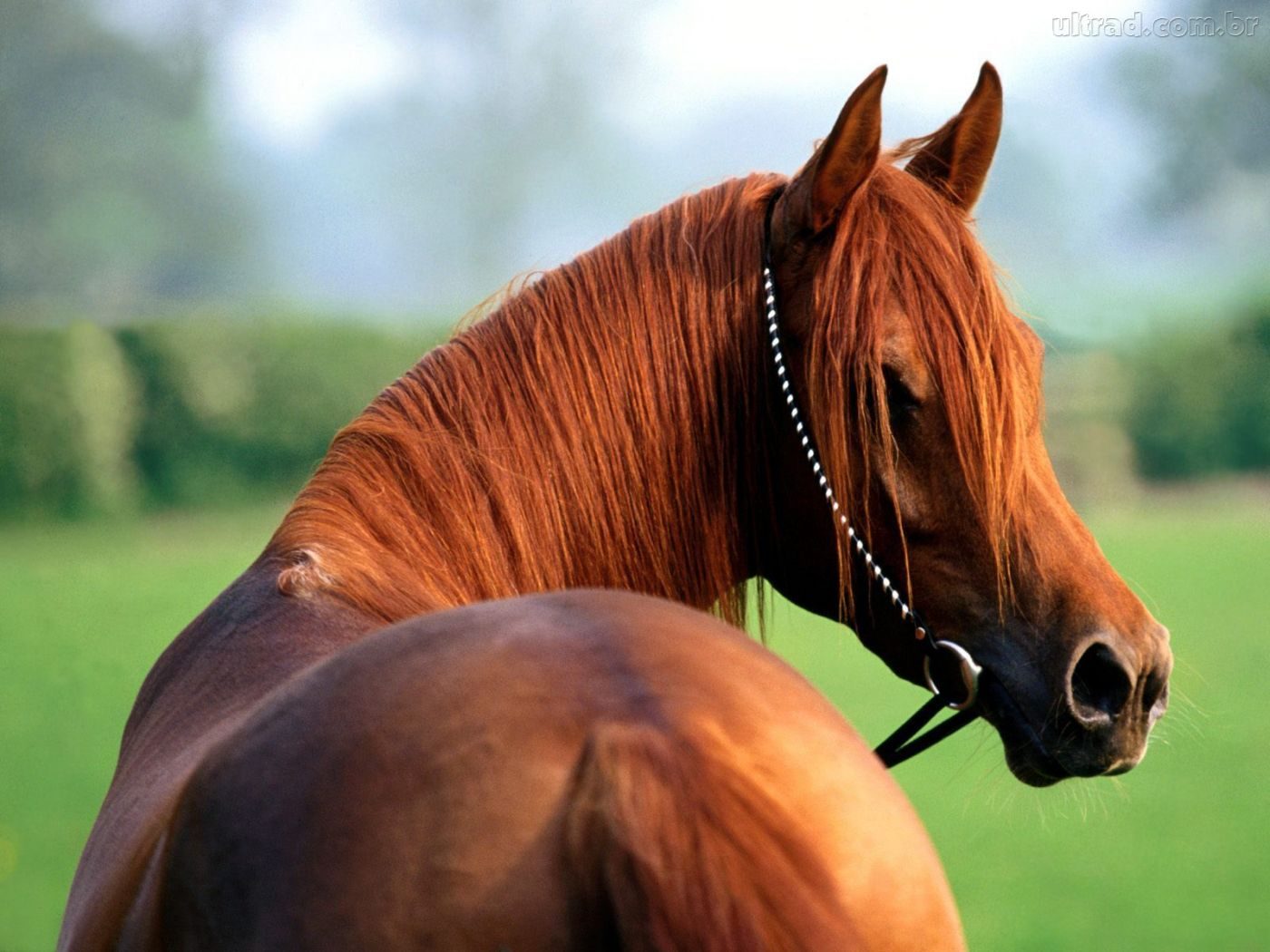 Os 3 melhores cavalos de vaquejada do Brasil