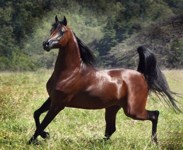 Os 3 melhores cavalos de vaquejada do Brasil