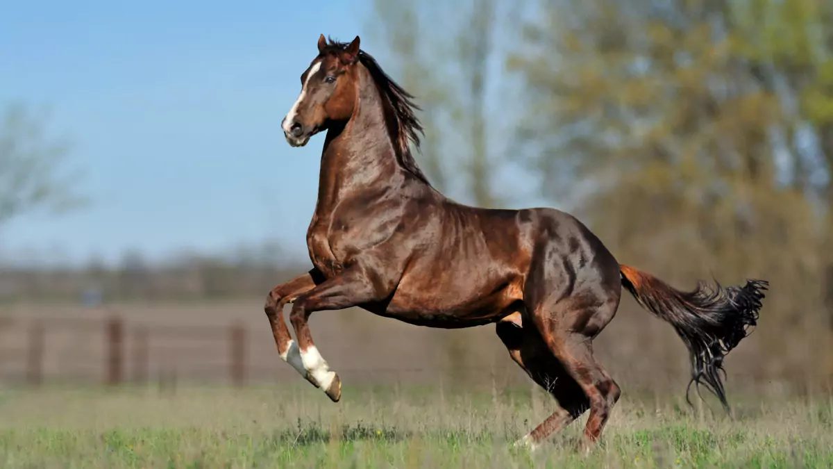 Os 3 melhores cavalos de vaquejada do Brasil