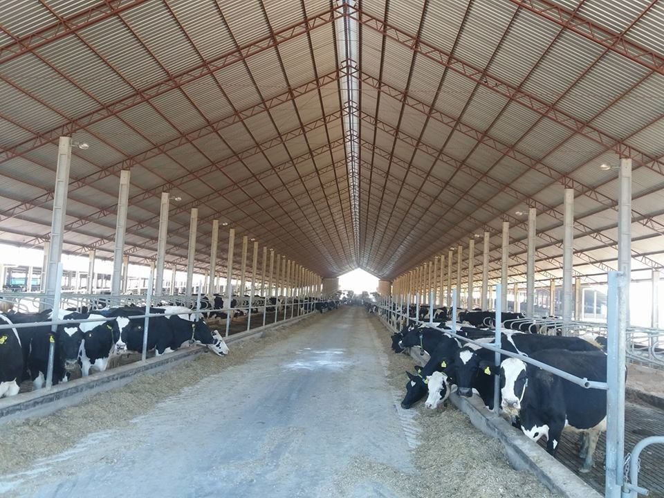 Fazenda Melkstad Agropecuária, segunda maior produtora de leite