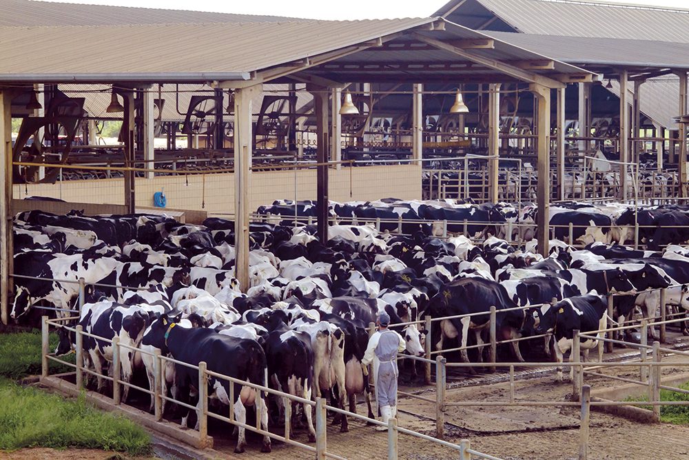 Fazenda Sekita Agronegócios, terceira maior produtora de leite