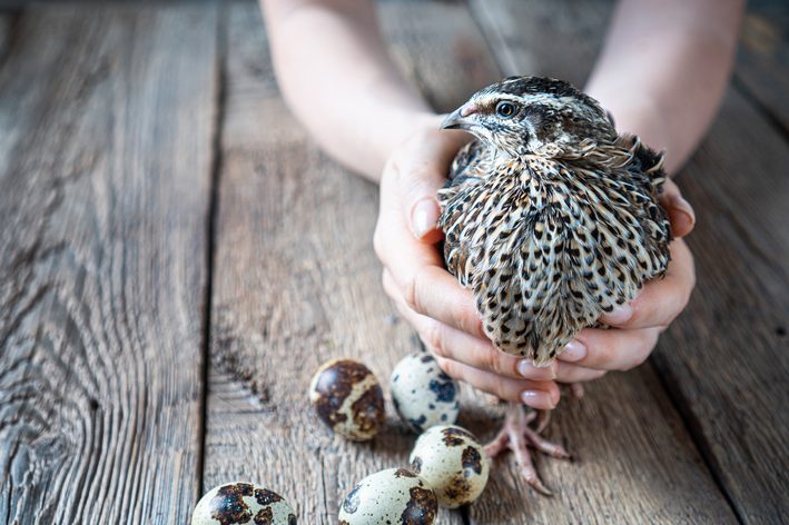 Conheça uma das maiores fazenda de ovos de codorna do Brasil