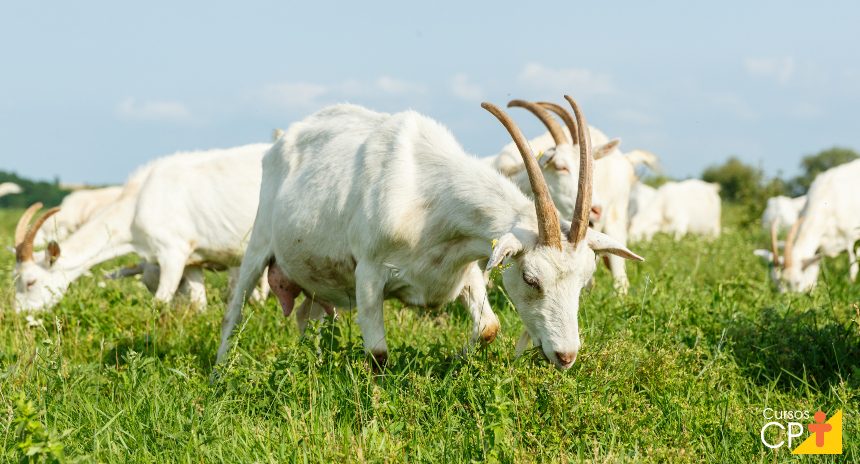 Saanen: uma raça de cabra leiteira altamente lucrativa 