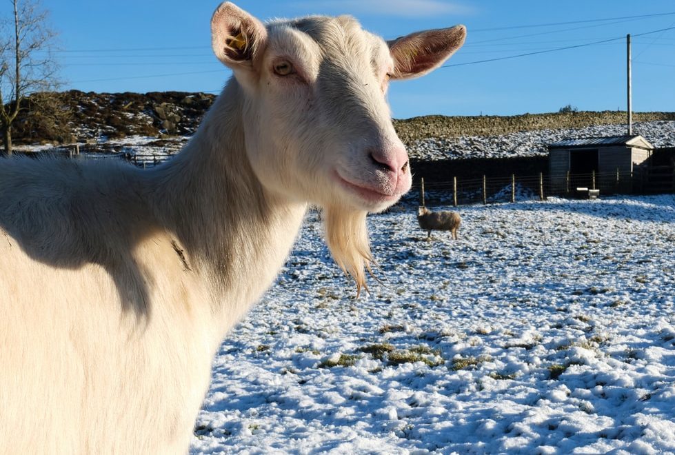 Saanen: uma raça de cabra leiteira altamente lucrativa 