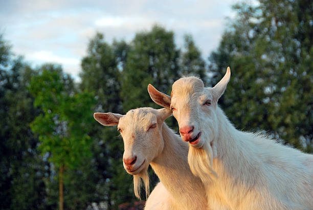 Saanen: uma raça de cabra leiteira altamente lucrativa 