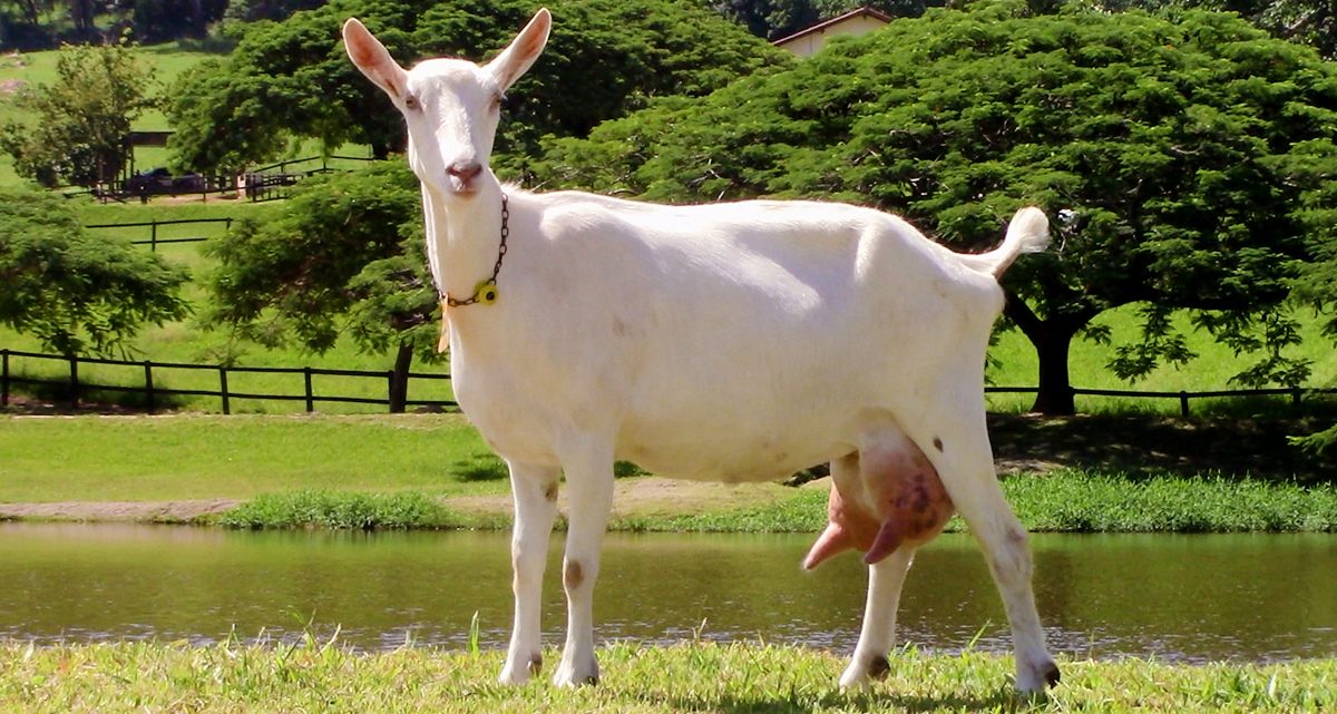 Saanen: uma raça de cabra leiteira altamente lucrativa 